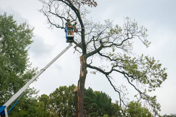 The Steps Involved in Our Tree Care Process in Corpus Christi, TX